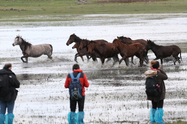 Yılkı atlarını fotoğraflamak için Türkiye’nin dört bir yanından geliyorlar